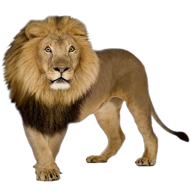 Lions Png Images And Lion Clipart Free Lion Png Lion Roar Png