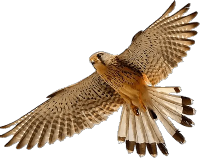 Falcon Png 5 Image Falcon Png Falcon Png