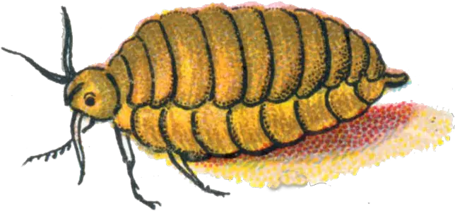 Orgyia Antiqua Female Caterpillar Beetle Png Caterpillar Png