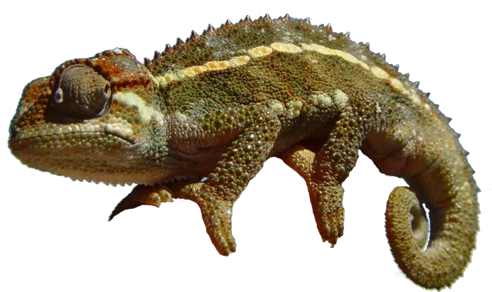 Chameleon Png 1 Image Chameleon Png Chameleon Png