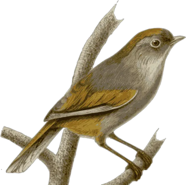 Png Transparent Background Image Sparrow