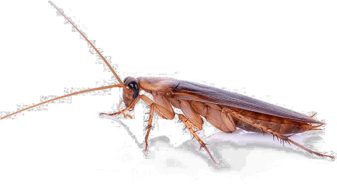 Roach Png Pic Florida Cockroach Cockroach Png