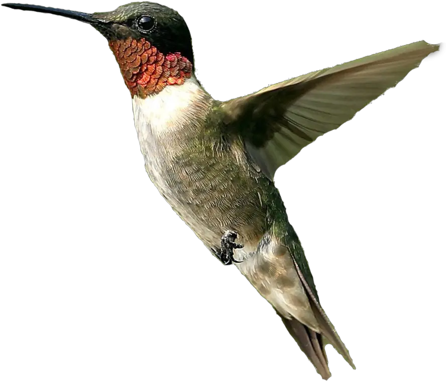 Png File Icon Favicon Hummingbird Transparent Hummingbird Png