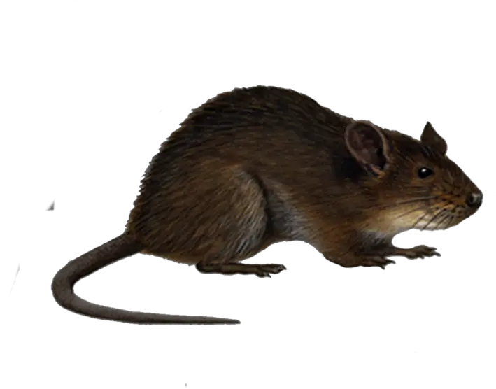 Rat Png Transparent Images Rat Png Rat Transparent