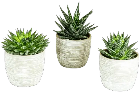 Rock Succulent Collection Png