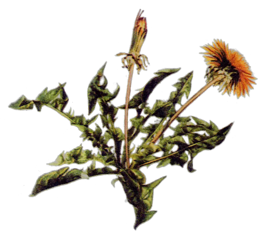 Maria Treben Herbs Zdravie Z Božej Lekárne Png Dandelion Png