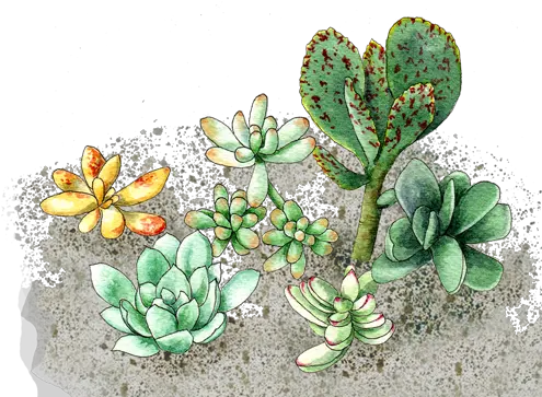 Succulents Ice Plant Family Png Succulents Png