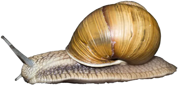 Snail Png Gastropods Snail Png