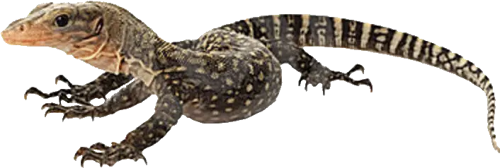 Lizards Reptiles Pequeños Para Mascota Png Lizard Transparent