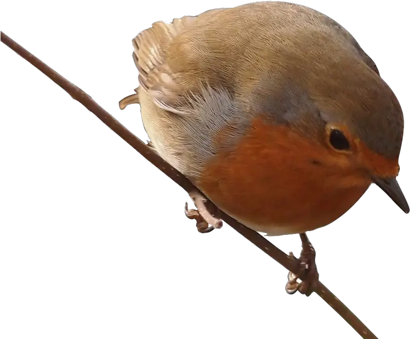 Robin Png Free Background