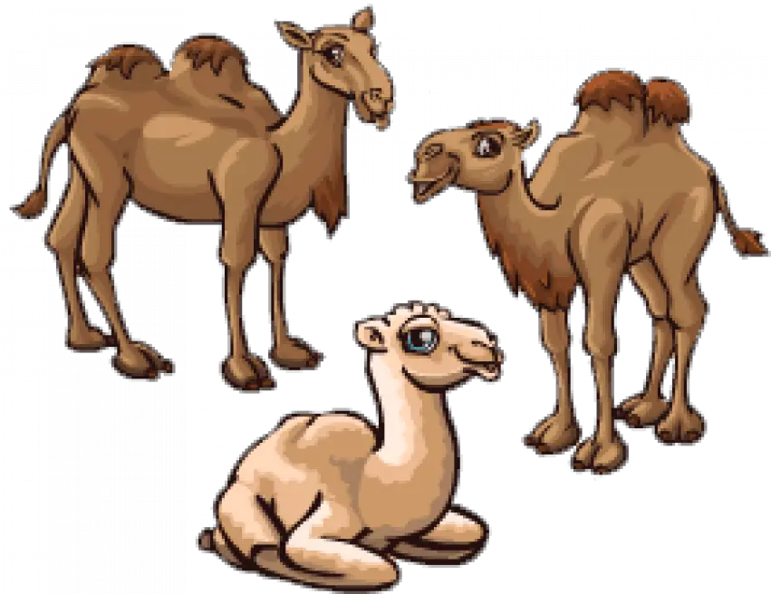 Sitting Camel Png Full Hd Transparent Arabian Camel Camel Transparent