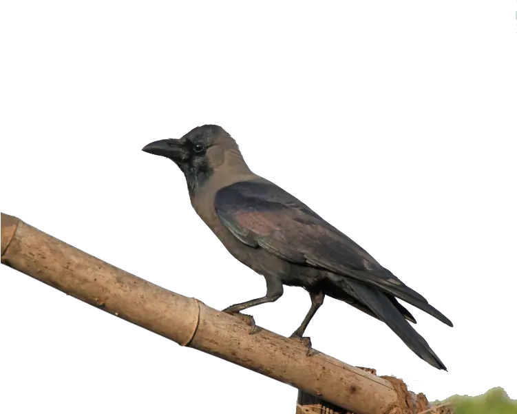 Crow Png Transparent Images Free Download Crow Png Crow Transparent