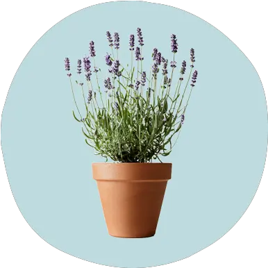 5 Easy Houseplants That Double As Self Care Reminders Flowerpot Png Potted Plants Png