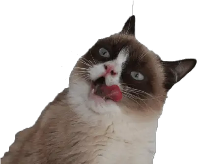 Grumpy Cat Tongue Pnglib U2013 Free Png Library Transparent Background Grumpy Cat Png Feelsgoodman Transparent