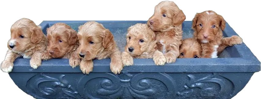 Blue Ridge Labradoodles Toy Dog Png Puppies Png