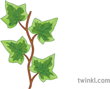 Ivy Vine Repeatable General Plant Leaves Border Secondary Ivy Leaves Illustration Png Leaves Border Png