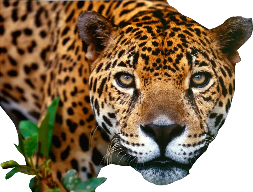 Jaguar Png Images Free Download Jaguar Png Close Png