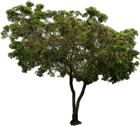 Australian Native Trees Png 1 Image African Tree Png Tree From Above Png