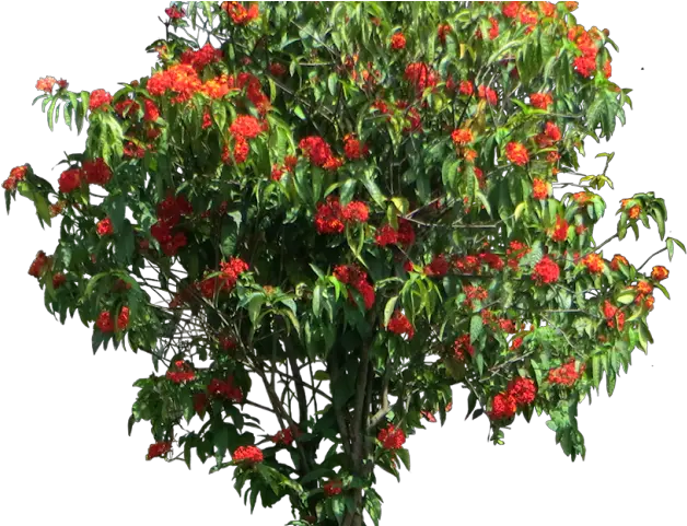 28 Shrub Clipart Tall Free Clip Art Stock Illustrations Ixora Coccinea Png Tree Elevation Png