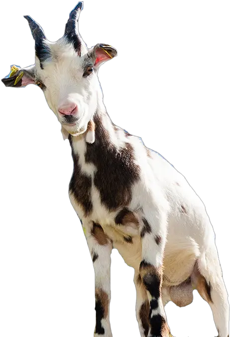 Goat Sheep Computer File Goat Png Download 577681 Cabra Y Oveja Png Goat Png