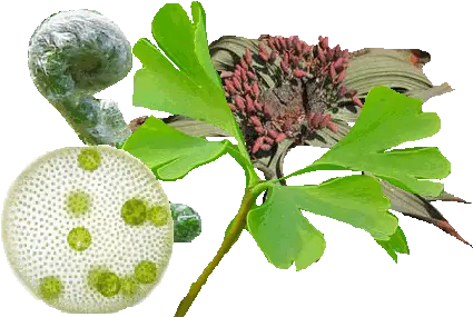 Diversity Of Plants Diversity Of Plants Png Diversity Png