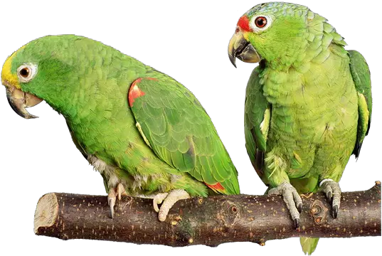 Parrot Png Transparent Images Free Download Background