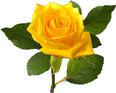 Yellw Rose Png Transparent Images Free Yellow Rose Flower Png Rose Png Hd