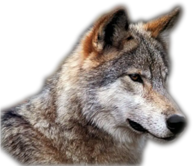 Wolf Png Transparent Background Image For Free Download 32 Wolf Clear Image Background Wolf Transparent Png