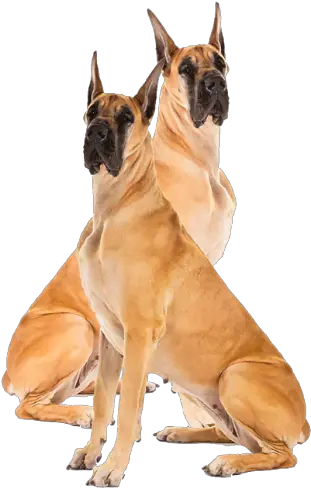 Great Dane Png Image With No Background Great Dane German Shepherd Rottweiler Great Dane Png