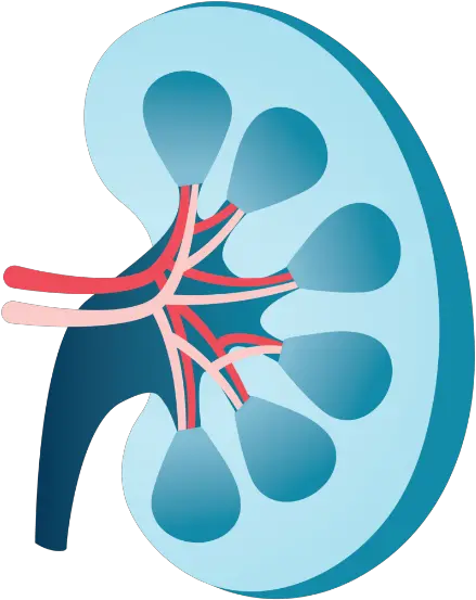 Trestle Bio Bioengineered Therapies For Kidney Disease Art Png Print Failed Icon