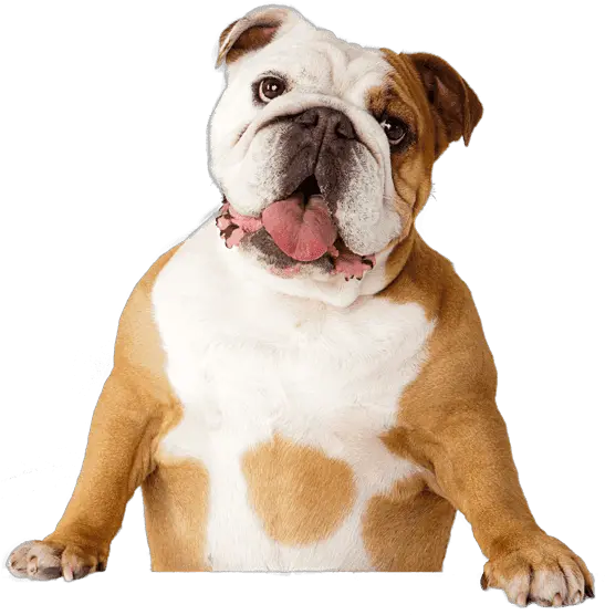 Bulldog Pet Sitting Dental Calculus Bulldog Face Open Mouth Png Bulldog Transparent Background