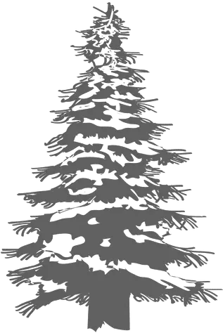 Transparent Png Svg Vector File White Pine Tree Png Pine Tree Transparent Background