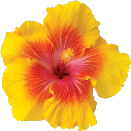 Frangipani Flowers Icon Theme Android Apps Hawaiian Hibiscus Png Hawaiian Flowers Png