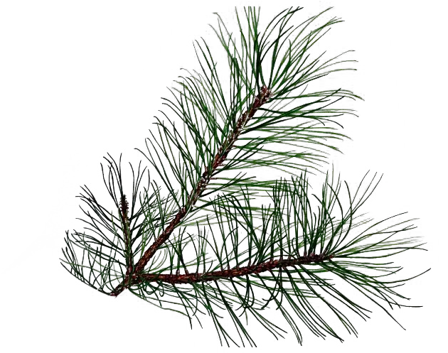 Pine Branch Png Transparent Leaf Pine Pine Tree Branch Png