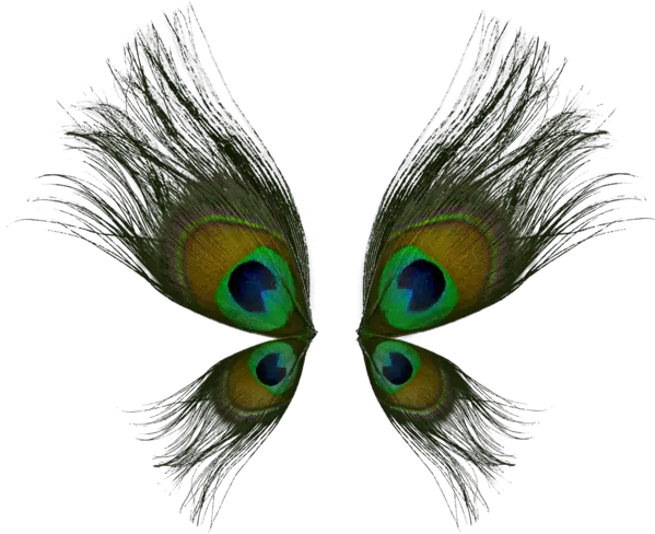 Butterfly Wings From Peacock Feathers High Resolution Peacock Feather Png Peacock Feather Png