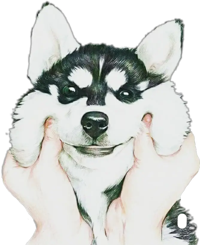 Husky Puppy Png Dog Husky Puppy Cute Petsandanimals Lock Screen Wallpaper For Iphone Dog Husky Transparent