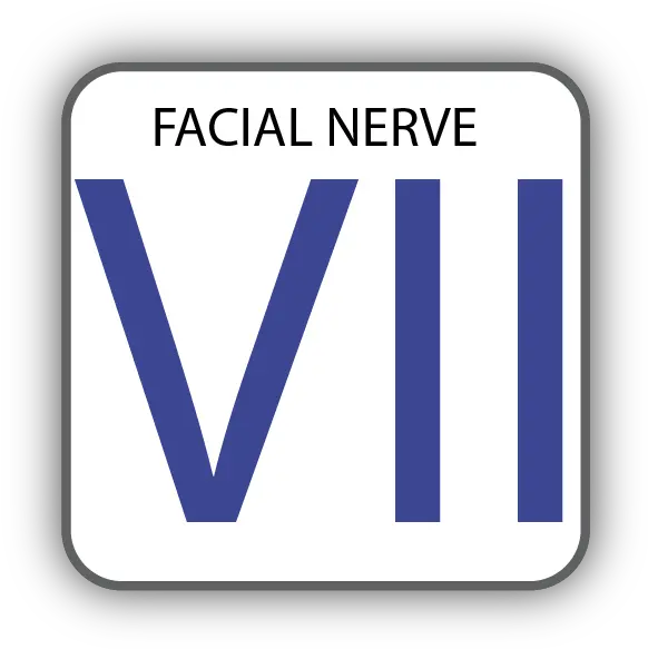 Cranial Nerve Vii Facial U2014 Zebrafish Ucl Png Viso Icon