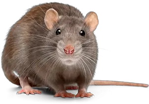 Facts About Rodents Identification Hulett Pest Rat Meaning In Hindi Png Rat Transparent