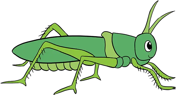 How To Draw Grasshopper Easy Way To Draw Grasshopper Grasshopper Clipart Png Grasshopper Png