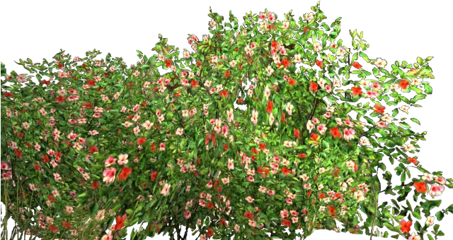 Flowers Garden Bush Transparent Background Flower Bushes Png Garden Flowers Png