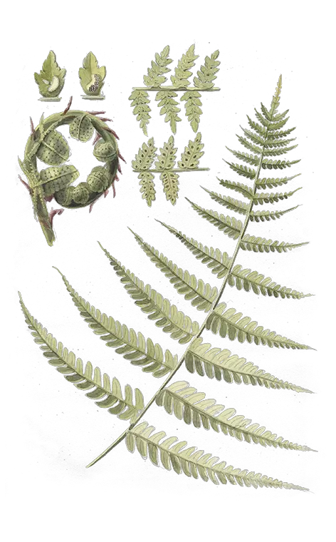 Download Hd Ostrich Fern Transparent Png Image Nicepngcom Ostrich Fern Fern Png