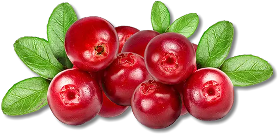 Cranberry Vector Transparent Picture Cranberry Png Cranberry Png