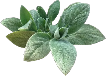 Plant Transparent Plant Png Plant Transparent