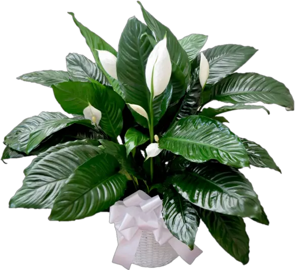 Peace Lily Designs Of The Times Florist Png Transparent