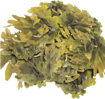 Seaweed Aonori Png Seaweed Png