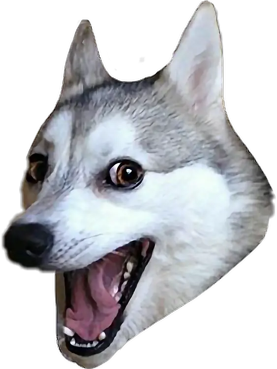 Report Abuse Pun Husky Transparent Background Full Size Husky Dog Meme Png Husky Png