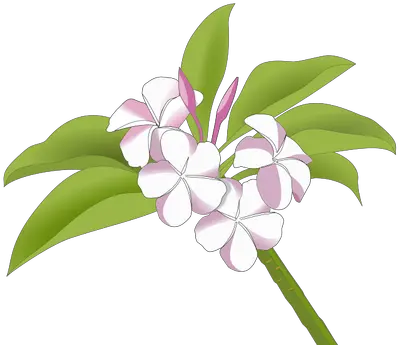 Hawaiian Flowers Public Domain Vectors Logo Bunga Kamboja Vector Png Hawaiian Lady Icon