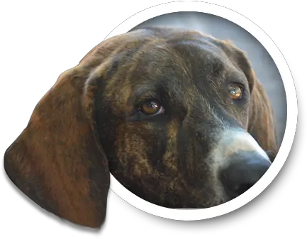 Duke And Cayenneu0027s Automotive Corner Archives From 2020 Plott Hound Png Watch Dogs Icon File