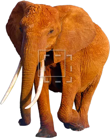 African Elephant Png Hd Mart Elephant Elephant Png