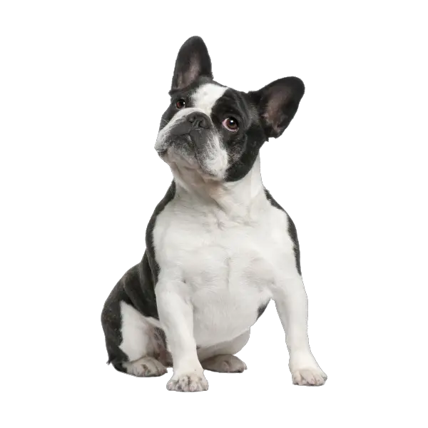 French Bulldog Png Free Image Small Slow Feeder Dog Bowl Bulldog Transparent Background